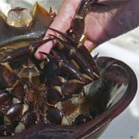 <p>An instructor shows how the Horseshoe Crab grips.</p>