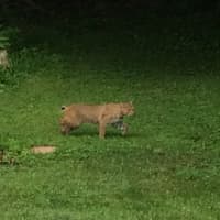 <p>Town of Mount Pleasant Councilman Nicholas DiPaolo said he spotted the bobcat about 3 p.m. on Sunday in his backyard at 140 Warren Ave.</p>