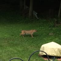 <p>This bobcat was spotted about two miles from County Executive Rob Astorino&#x27;s home in Hawthorne. Nicholas DiPaolo snapped three photos of the bobcat crossing through his backyard on Warren Avenue.</p>