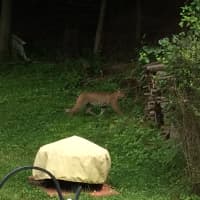<p>It&#x27;s believed to be the first documented sighting of a bobcat in Westchester County since October 2014.</p>