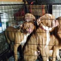 <p>The SPCAs Humane Law Enforcement (HLE) Unit of Westchester rescued seven puppies from a Buchanan home on July 20.</p>
