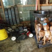 <p>Buchanan Police and the Society for the Prevention of Cruelty to Animals of Westchester have arrested Michael Champion on animal abuse charges after he failed to treat a puppys broken leg and other infractions.</p>