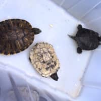 <p>Turtles were among the animals removed.</p>