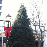<p>White Plains Mayor Thoma Roach decided to plant an evergreen tree in 2011 to prevent the city from having to buy a new tree every winter.</p>