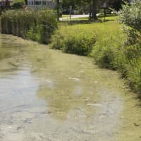 <p>Putnam beaches have been closed due to toxic blue-green algae.</p>