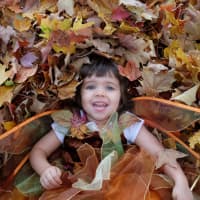 <p>The Little Leaf Nursery School aims is to help young children connect to nature.  </p>
