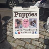 <p>Furrylicious brought puppies to the sidewalk event in Scarsdale.</p>
