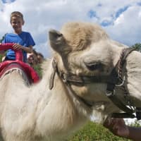 <p>From left: Carter, Collin and Rowan Ivens, of West Hartford, enjoy a camel ride.</p>