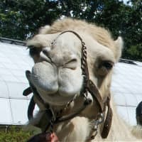 <p>Gabriel the camel smiles for a photo at the Beardsley Zoo. </p>