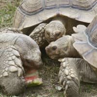 <p>African Spur-Thigh Tortoise.</p>