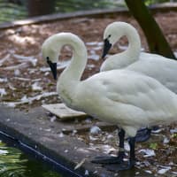 <p>Swans at the Beardsley Zoo.</p>