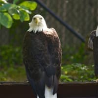 <p>Bald Eagles at the Beardsley Zoo.</p>