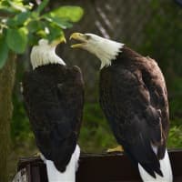 <p>Bald Eagles squabble at the Beardsley Zoo.</p>