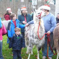 <p>Gail and Michael Bennett, owners of llama farm Hudson Valley Lllamas in Putnam Valley, brought their charges to 
the Elephant Hotel&#x27;s front lawn.</p>