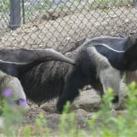 <p>Pana and EO are the newest animals at the Beardsley Zoo in Bridgeport. </p>