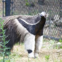 <p>The Giant anteaters check out the crowds </p>