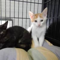 <p>These kittens will be up for adoption Saturday during Clear the Shelter Day. </p>