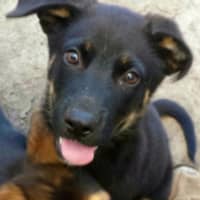 <p>This dog hopes to be adopted on Saturday.</p>
