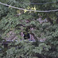 <p>A fire-damaged brown house in Mount Kisco is lpictured but obscured by woods.</p>