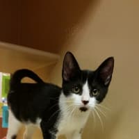 <p>A kitten in the &quot;cat room&quot; at PetSmart off of Route 119 in Greenburgh. Three dozen cats and kittens will be given away on Saturday as part of a national &quot;Clear The Shelters&quot; effort.</p>