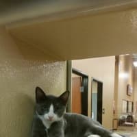 <p>Another kitten in the &quot;cat room&quot; at PetSmart, 369 Tarrytown Road, in Greenburgh. PetSmart is teaming up with Post Pet Rescue to &quot;Clear The Shelters&quot; on Saturday from 11 a.m. to 5 p.m.</p>