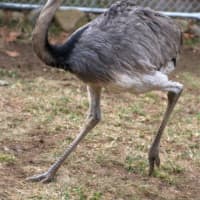 <p>One of two Greater rhea on exhibit at the new Pampas Plains exhibit.</p>