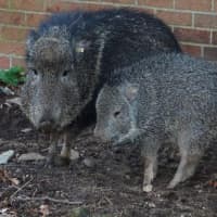 <p>Two of four Chacoan peccaries</p>