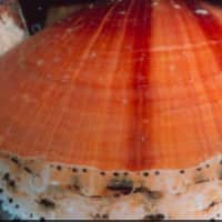 <p>Milford Laboratories is hoping to re-introduce Atlantic sea Sscallops to the Long Island Sound</p>