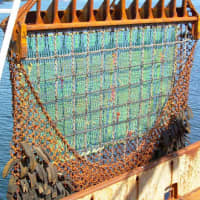 <p>Scallops are harvested using dredges trolled behind fishing boats.</p>