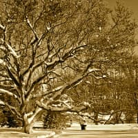 <p>This snow-covered tree off Ridgefield Road is one of the images featured in the Wilton Garden Club&#x27;s Discover Outdoor Wilton 2013 Calendar. </p>