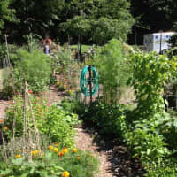 <p>Westchesters InterGenerate community gardens provide healthy food to shelters while building community relations. </p>