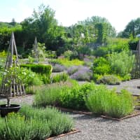 <p>The garden is divided into seven sections, including culinary, medicinal, pest repellent, dye plants, shrub border, ground cover and fragrant herbs.</p>