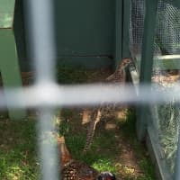 <p>Pheasant roams their pen at &quot;the farm&quot; Thursday morning at Meadow Ridge in Redding.</p>
