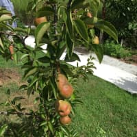 <p>Pears grow at &quot;the farm&quot; Thursday morning at Meadow Ridge in Redding.</p>