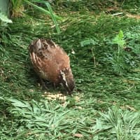 <p>A quail enjoys a mid-morning meal at &quot;the farm&quot; Thursday morning at Meadow Ridge in Redding.</p>