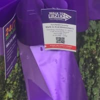 <p>Ridgefield&#x27;s Main Street with purple ribbons for the Oct. 4 Walk to End Alzheimer&#x27;s at Calf Pasture in Norwalk </p>
