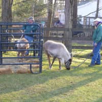 <p>Reindeer from Antler Ridge Reindeer Farm in Buffalo visited the children at the farm in Katonah.</p>