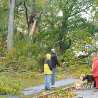 <p>Neighbors stand outside to assess Hurricane Sandy&#x27;s damage on Greenacres Avenue in Hartsdale on Oct. 30.</p>