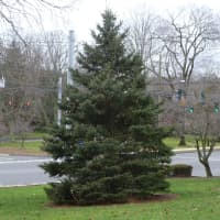 <p>The Christmas Tree in front of Wilton Town Hall. </p>