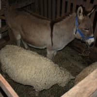 <p>A donkey and two sheep at the Eastchester Community Church&#x27;s live nativity Christmas event patiently await their curtain call outside the main doors of the church. </p>