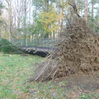 <p>Trees were uprooted, some taking power lines with them in White Plains.</p>