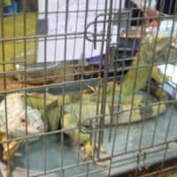 <p>There were many reptiles at the New York Metro Reptile Expo at The Westchester County Center.</p>