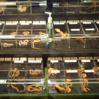 <p>There were many reptiles at the New York Metro Reptile Expo at The Westchester County Center.</p>