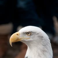 <p>A bald eagle at 2012&#x27;s Eaglefest at Teatown Lake Reservation.</p>