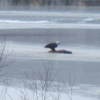 <p>Bald eagles were sighted at North Salem&#x27;s Titicus Reservoir.</p>