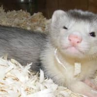 <p>The Darien Nature Center is accepting suggestions on what to name its new baby boy ferret.</p>