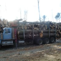 <p>Downed trees in Easton&#x27;s Centennial Watershed State Forest from Hurricane Sandy are being shipped to a Canadian saw mill.</p>