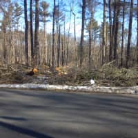 <p>Approximately 85 percent of the white pines in Easton forests were blown down during Hurricane Sandy.</p>