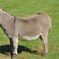 <p>Chipper is a 20-year-old miniature donkey who lives at a home on North Wilton Road in New Canaan. </p>