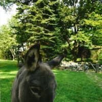 <p>Chipper, a 20-year-old miniature donkey, is pictured here in an earlier photo. He has received an outpouring of support from New Canaan residents after being attacked by two dogs this week. </p>